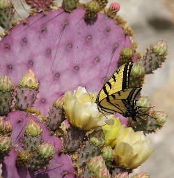 Motýl a kaktus